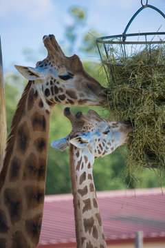 377 Best Girafon Images Stock Photos Vectors Adobe Stock