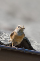 The common redstart - Phoenicurus phoenicurus - on the light gray background - closeup