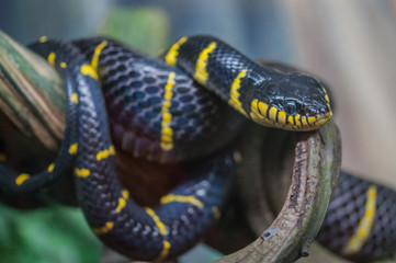 sepent seul noir et jaune sur sa branche en captivité