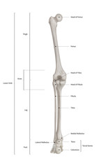 Infographic diagram of human skeleton lower limb anatomy bone system or leg bone posterior view- 3D- Human Anatomy- Medical Diagram- educational and Human Body concept- Isolated on white background