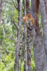 Two adolescent Proboscis Monkeys up a tree, Sabah, Bornea