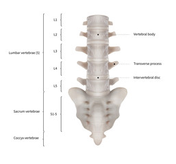Infographic diagram of human lumbar vertebrae with sacrum or spine bone anatomy system anterior...