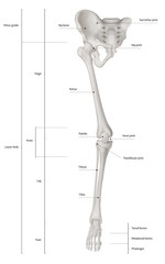 Infographic diagram of human skeleton lower limb anatomy bone system or leg bone anterior view- 3D-...