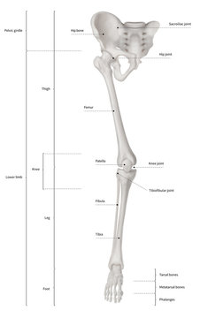 Infographic diagram of human skeleton lower limb anatomy bone system or leg bone anterior view- 3D- Human Anatomy- Medical Diagram- educational and Human Body concept- Isolated on white background