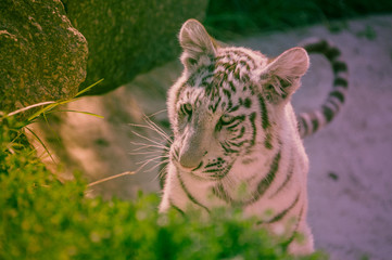 bébé tigre seul qui joue en gros plan au zoo en couleur