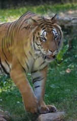 Fototapeta na wymiar tigre adulte seul au zoo en gros plan en été en couleur debout qui marche de face