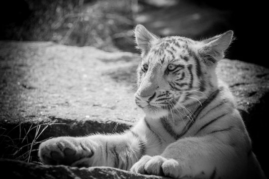 10 128 Best Tigre Images Stock Photos Vectors Adobe Stock