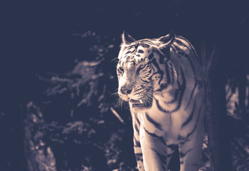 tigre blanc adulte seul en noir et blanc debout de trois quart en été