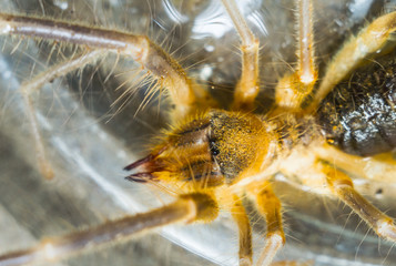 sun spiders macro