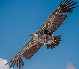 condor seul en vol sur fonds de ciel bleu en spectacle en été