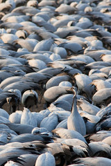 Obraz premium Demoiselle Cranes at feeding station, Khichan India