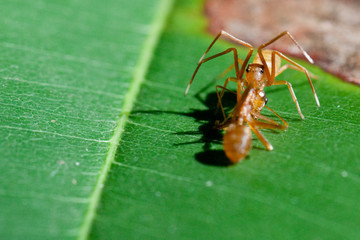 Ant mimic Spider eating an ant