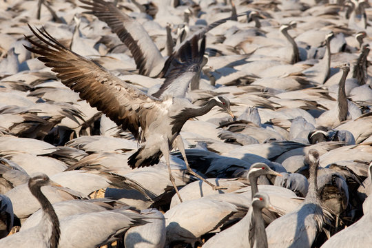 Demoiselle Cranes at feeding station