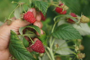 Human hand holding Juicy ripe raspberries in a garden