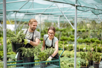 Couple of workers in uniform putting plants for sale on the shopping cart in the greenhouse