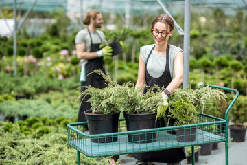 Couple of workers in uniform putting plants for sale on the shopping cart in the greenhouse
