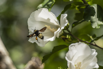 Bee
