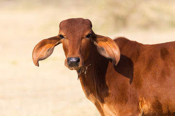 Young cow, Rajasthan, India