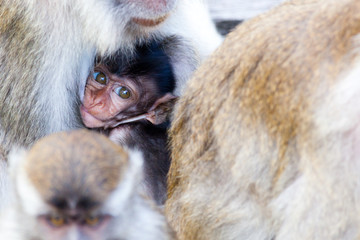 Young macaque breast feeding