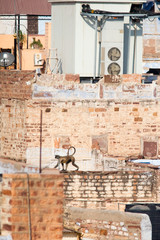 Hanuman Languar on houses, Jodhpur, Rajasthan