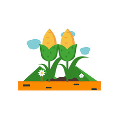 Corn icon vector sign and symbol isolated on white background, Corn logo concept