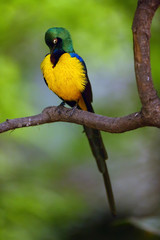 The golden-breasted starling (Lamprotornis regius), also known as royal starling. Starling in the green.