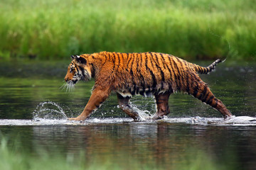 The Siberian tiger (Panthera tigris tigris),also called Amur tiger (Panthera tigris altaica)...