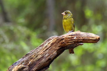The European greenfinch, or just greenfinch (Chloris chloris),sitting on the branch. Male greenfinch in the forest.