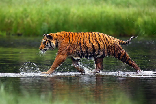 Fototapeta The Siberian tiger (Panthera tigris tigris),also called Amur tiger (Panthera tigris altaica) walking through the water. Beautiful female Siberian tiger in warm summer.