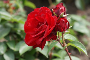 Rote Rose