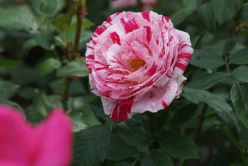 Rosa Rote Rose