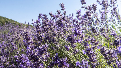 English Lavender fields in Kent 