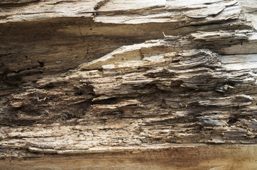 rotten tree, stump, chip, split, core, old wood