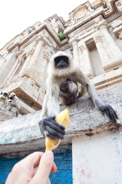 Languar reaching for a banana, Hampi, India