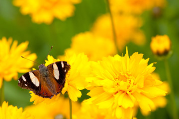Butterfly on yellow flowers