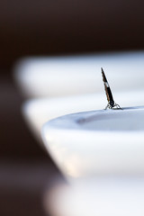 Butterfly collecting water from sink