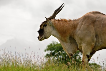 Side view of an eland (Taurotragus oryx) in a grassy meadow