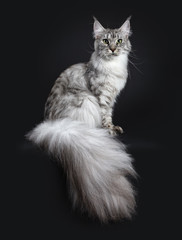 Majestic silver tabby young adult Maine Coon cat sitting side ways with enormous tail hanging over edge, looking straight at lens isolated on black background