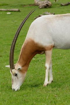 Scimitar horned oryx (Oryx dammah) grazing