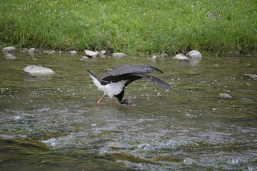 the black stork (ciconia nigra) is hunting for fish in a mountain stream (Szczawnica, Poland) 