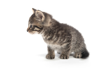 Cute tabby kitten on white