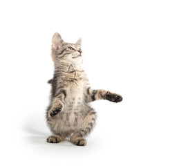 Cute tabby kitten jumping