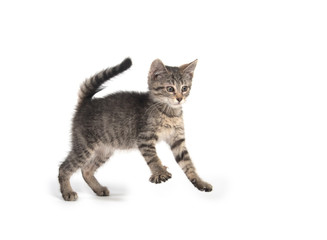 Cute tabby kitten jumping