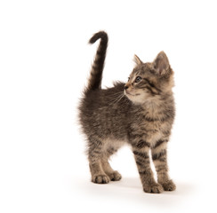 Cute tabby kitten on white
