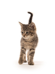 Obraz premium Cute tabby kitten on white