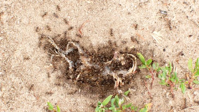 Ants eat dead frog
