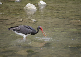 the black stork (ciconia nigra) hunted the fish in a mountain stream