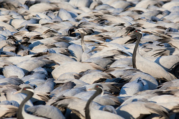 Demoiselle Cranes at feeding station, Kichan, Rajasthan
