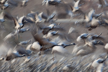 Demoiselle Cranes at feeding station, Kichan, Rajasthan