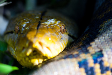 Reticulated Python close up, Khao Yai National Park, Thailand